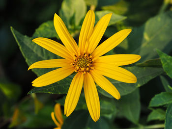 Close-up of yellow flower