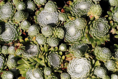 Full frame shot of fruits for sale in market