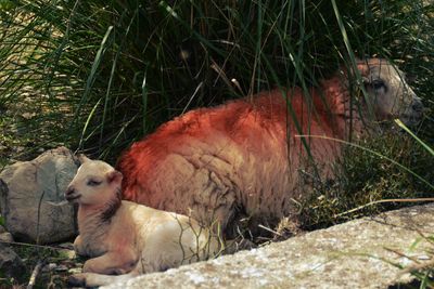 Close-up of sheep on grass