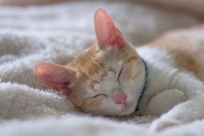 Close-up of ginger cat sleeping