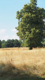 Trees growing on field against sky