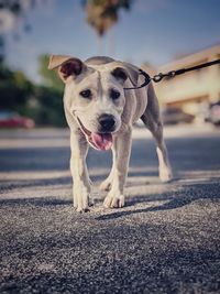Low angle of a labrador retriever puppy on a leash walking