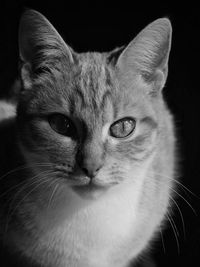 Close-up portrait of cat