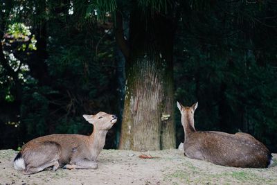 Deer in the forest