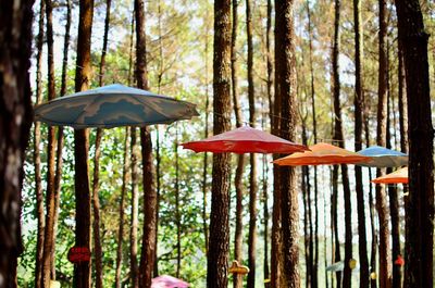 View of trees in forest
