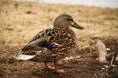 Close-up of a bird on field