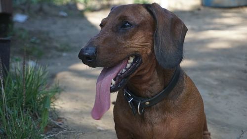 Dog looking away