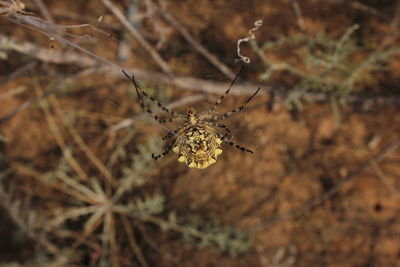 Close-up of spider on plant