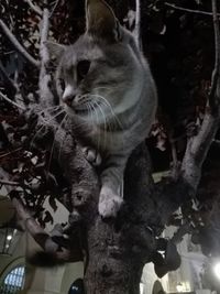 Close-up portrait of cat sitting on tree