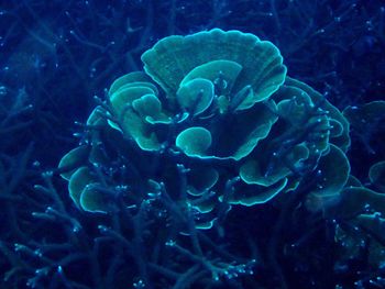 Close-up of jellyfish in sea