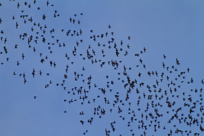 Flock of birds flying in the sky