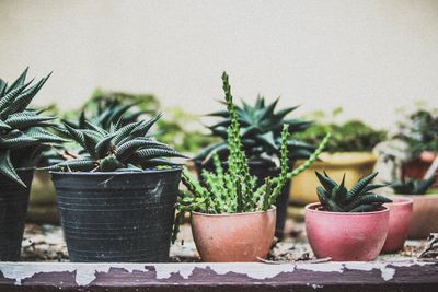 Close-up of potted cactus plant against wall
