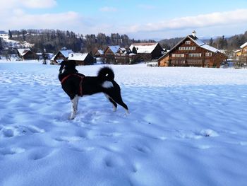 Dog standing on snow covered land
