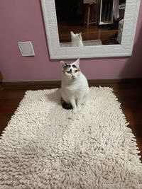 Portrait of cat sitting on rug at home