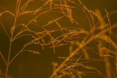 Close-up of illuminated plant against sky at night