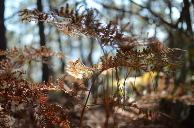 Close-up of snow on plant during winter