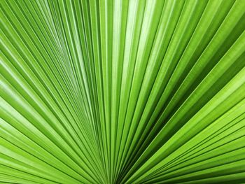 Full frame shot of palm tree leaves