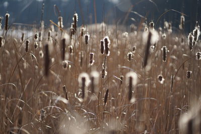 Close-up of wet grass on field