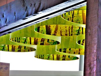 Close-up view of leaves