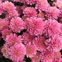 Close-up of pink flowering plants