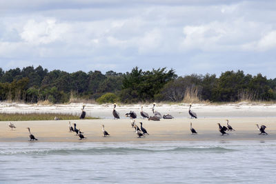 Birds on beach