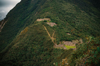 High angle view of plants growing on land