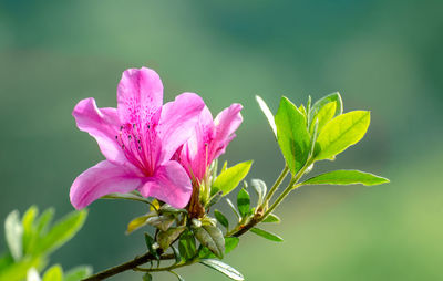 Close-up of pink flower