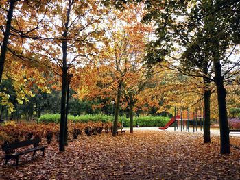 Sunlight falling on autumn leaves in park