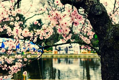 Cherry blossom tree by lake