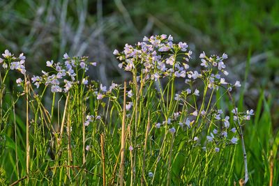 Close-up of white flowering plants on field
