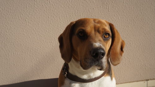 Close-up portrait of dog against wall