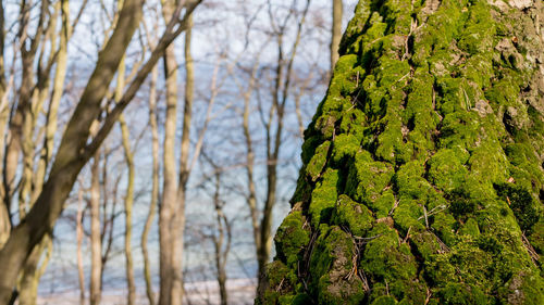 Moss covered tree trunk in forest