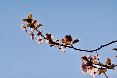 Low angle view of flowering plant against clear blue sky