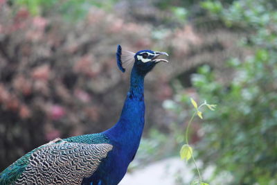 Close-up of peacock