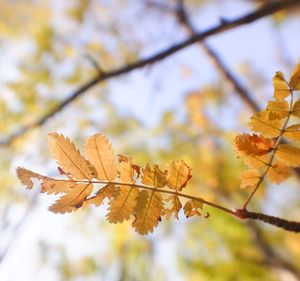 Close-up of maple leaves on tree