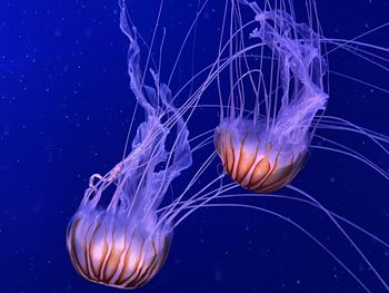 Close-up of jellyfish swimming in sea