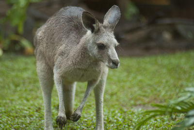 Close-up of kangaroo on grassy field