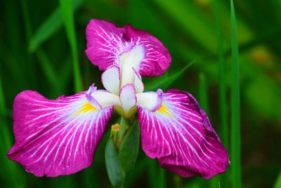 Close-up of pink flowers