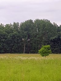 Trees growing on field against sky