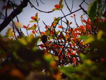 Low angle view of fruits on tree against sky