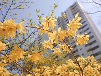 Low angle view of flowering plant against sky