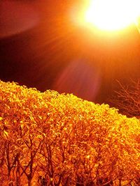 Sun shining through flowers