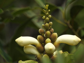 Close-up of flowers blooming on tree