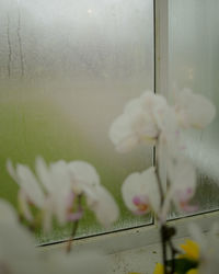Close-up of white flower on glass window