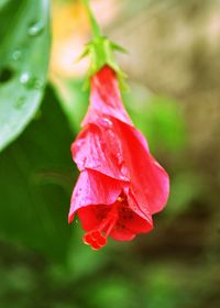 Close-up of red flower