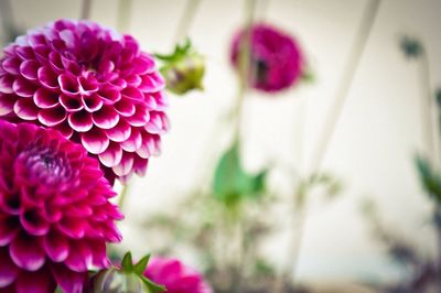 Close-up of pink daisy flowers blooming outdoors