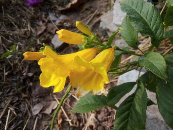 Close-up of yellow flowering plant