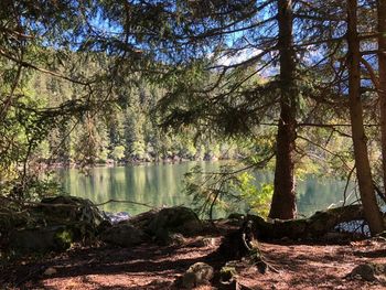 Trees by lake in forest