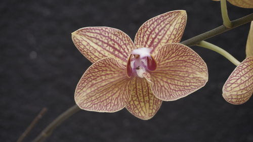 Close-up of orchids on plant