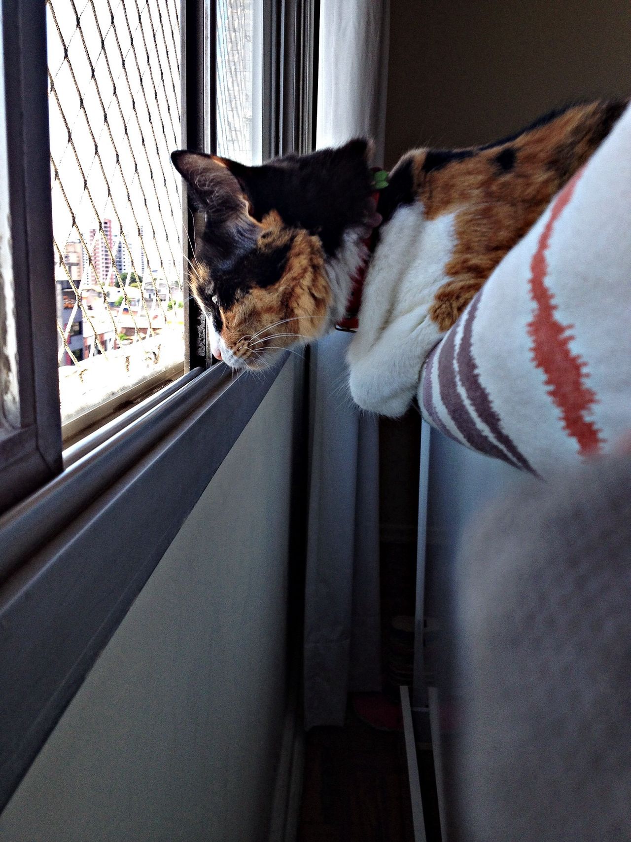 Cat on the window